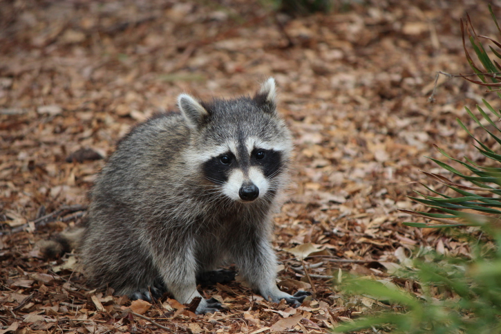 Characteristics to Look for When Researching Wildlife Removal Services