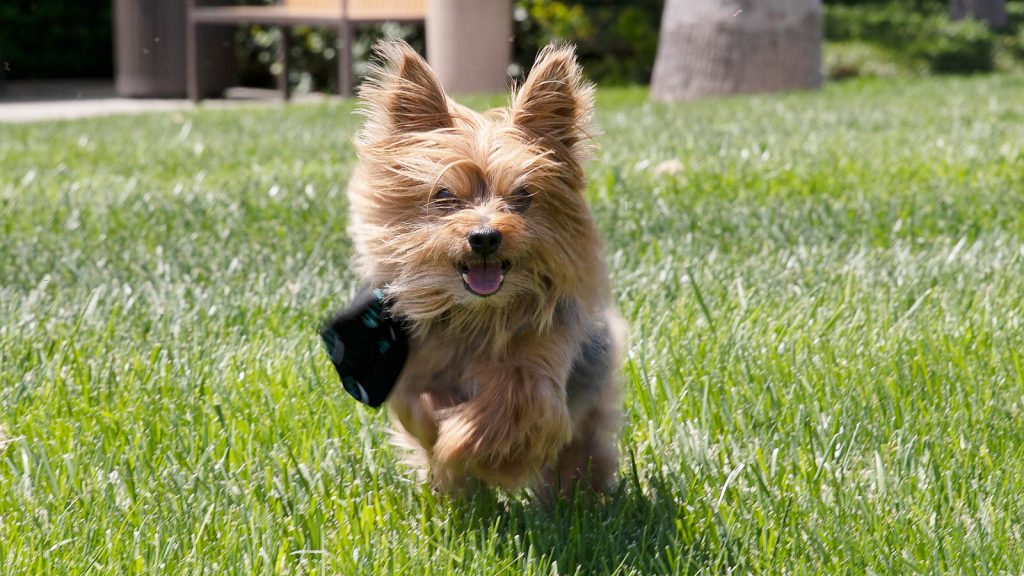 Standard Skincare Benefits of Green, Organic Cannabis Oil for Dogs