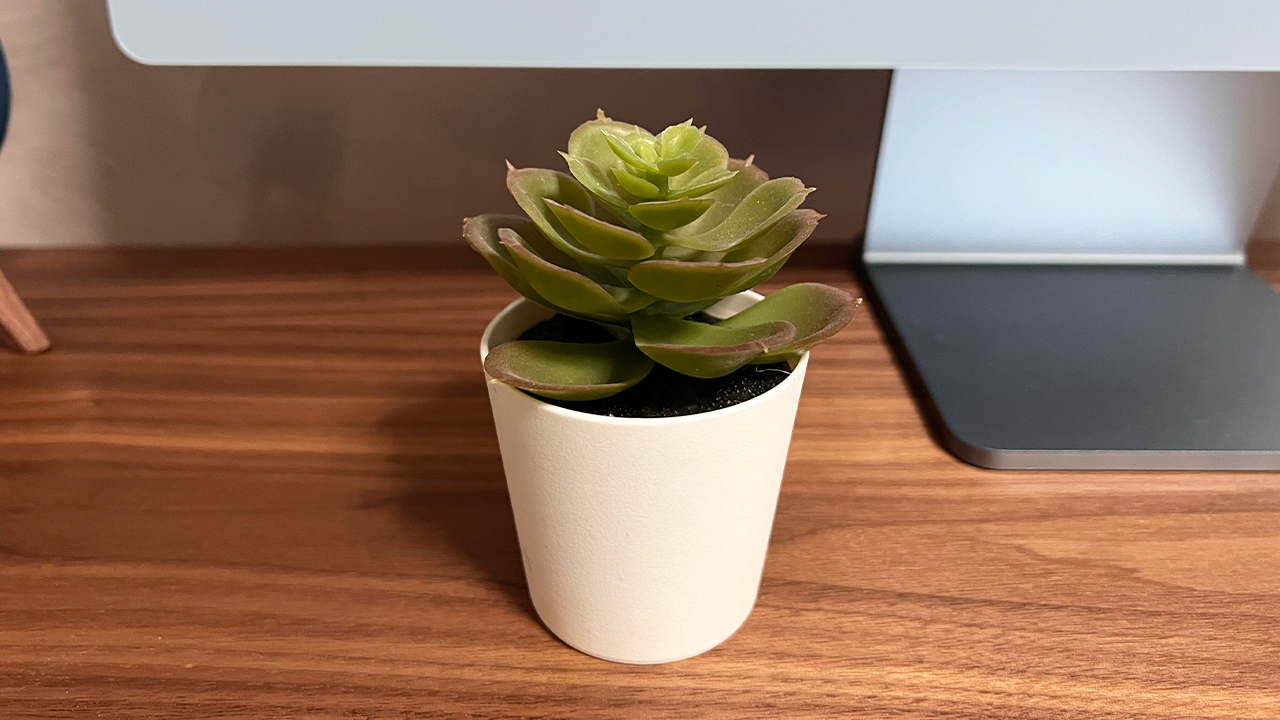 iOS 15.4 riconosce piante, animali e città nelle foto e fornisce ulteriori informazioni